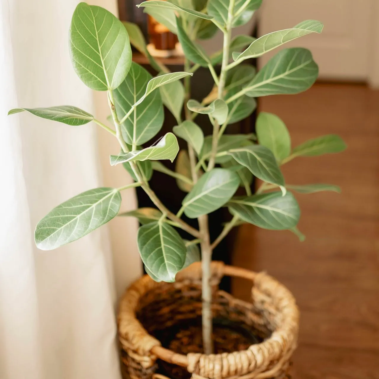 A plant on the floor in a home