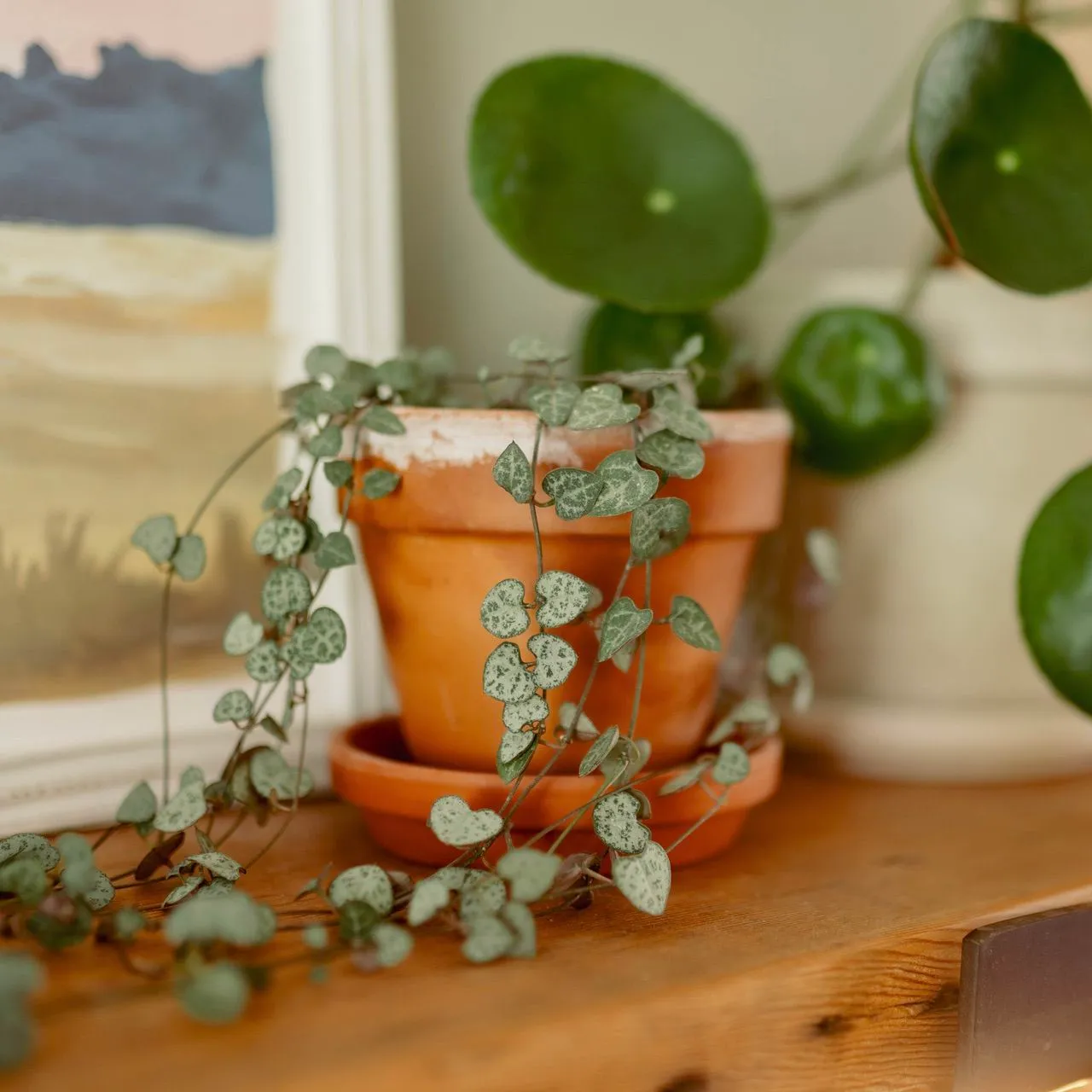 A plant on a shelf